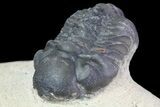 Bargain, Reedops Trilobite Fossil - Good Eye Facets #68652-4